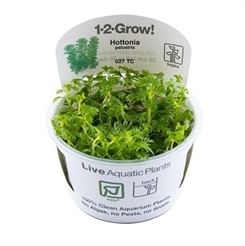 Hottonia palustris 1-2-grow